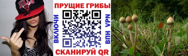 Галлюциногенные грибы Cubensis  даркнет состав  Невьянск 